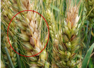 食品中真菌毒素的檢測方法有哪些？