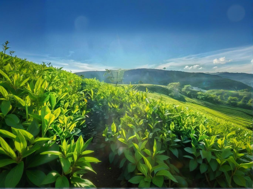 荼葉生產(chǎn)地配置了萊恩德農(nóng)藥殘留檢測儀，提升茶葉銷售市場