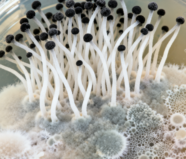 真菌毒素檢測儀