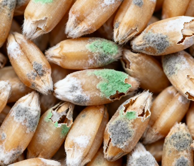 真菌毒素檢測(cè)儀